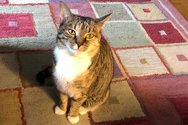 marley the cat waiting for a lap during morning devotions