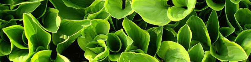 leafy green plants and vegetables